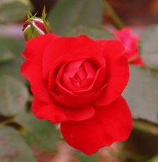 Rose_0179.jpg